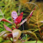 植栽から37日目　アルテルナンテラ　レインキー　リラキナ